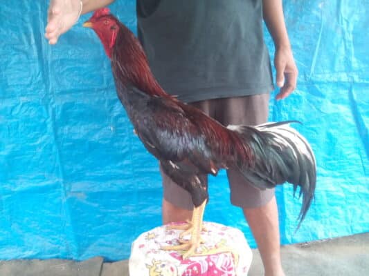 จุดเด่นไก่ใต้เลือด 100%