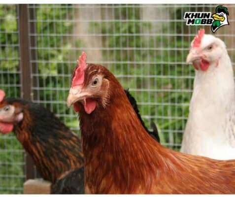 ดีไซน์ที่ยังไม่ได้ตั้งชื่อ 1