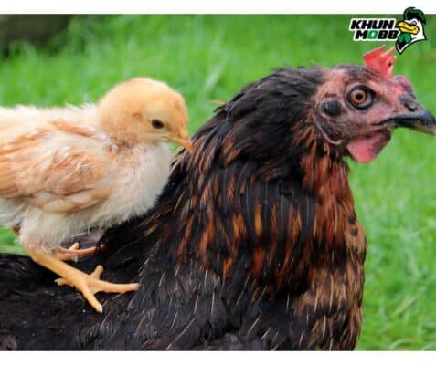 ดูแลไก่ชน