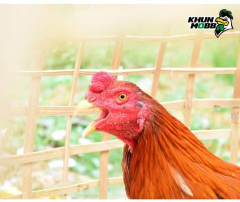 นำไก่ออกชน