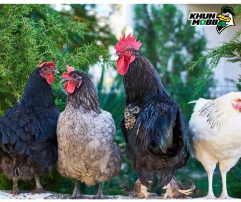 ยาโด๊ปไก่ชน 1 1