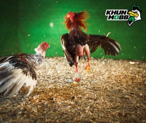 เลี้ยงไก่พม่า