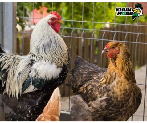 ไก่พม่า 3 1