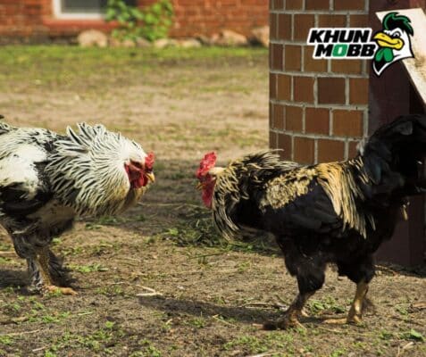 ไก่พม่า