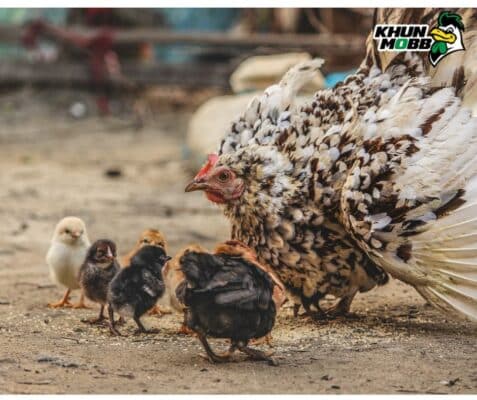 การคัดไก่ตัวเมีย