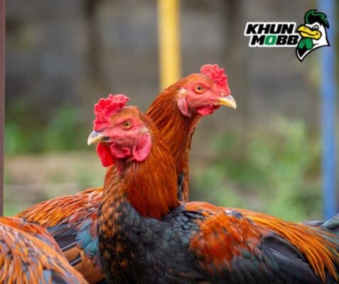 ไก่พม่า 4