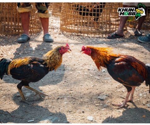 ไก่พม่า 5 1