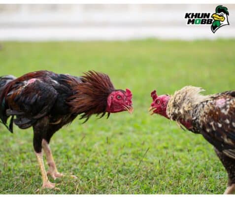 ไก่พม่า