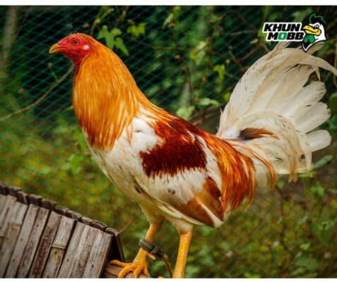 ไก่พม่า 6 1