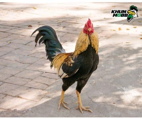 ไก่พม่า 6