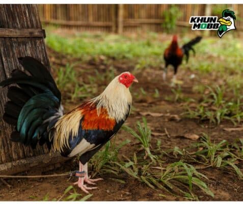 ไก่พม่า 7