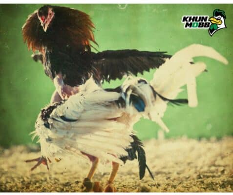 ไก่ม้าล่อ