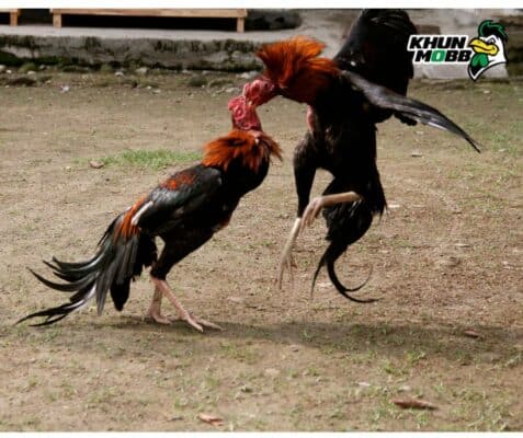 ไก่เก่งชนผิดฟอร์ม