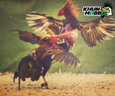 ลักษณะไก่ชน