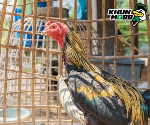 ลักษณะไก่ไม่ดี