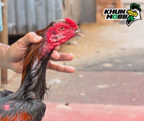 วิธีเช็คไก่ก่อนออกชน