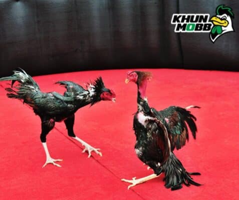 เคล็ดลับในการเปรียบไก่