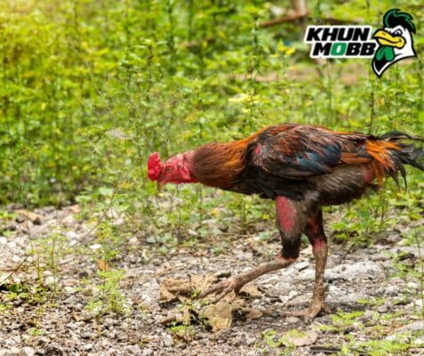 เทคนิคเลือกซื้อไก่รุ่นหนุ่ม