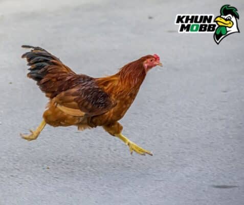 เลี้ยงไก่ชน แผลตีที่ควรนำมาพัฒนาต่อยอด