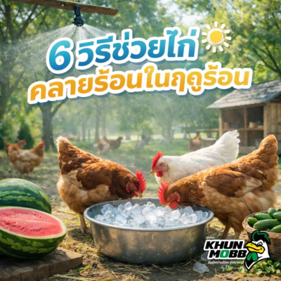 6 วิธีช่วยไก่คลายร้อนในฤดูร้อน