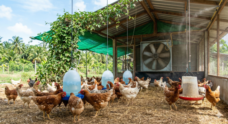 วิธีดูแลไก่ในหน้าร้อน