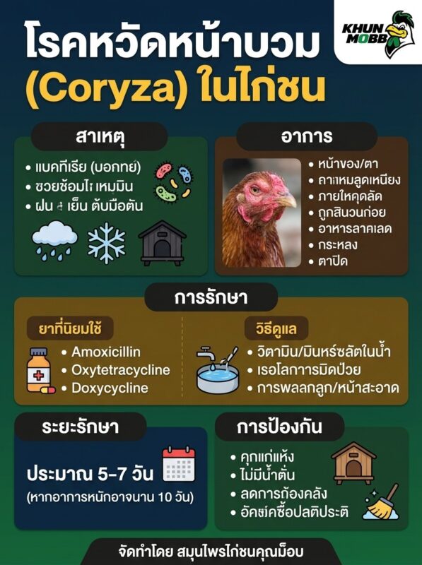 โรคหวัดหน้าบวม (Coryza) ในไก่ชน: สาเหตุ อาการ การรักษา และการป้องกัน 2 หวัดหน้าบวม