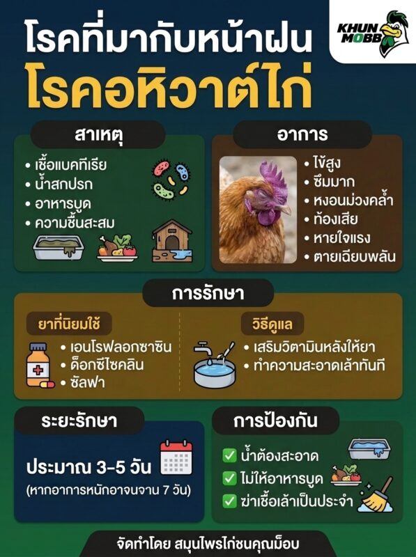 โรคอหิวาต์ไก่ (Fowl Cholera): โรคที่มากับหน้าฝน สาเหตุ อาการ การรักษา และการป้องกัน 2 โรคอหิวาต์ไก่
