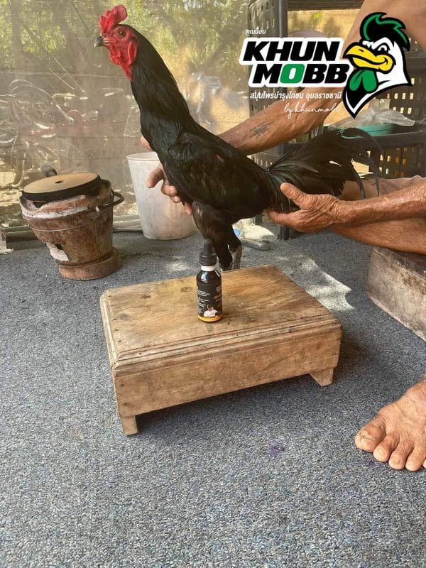 ไก่หน้าซีด