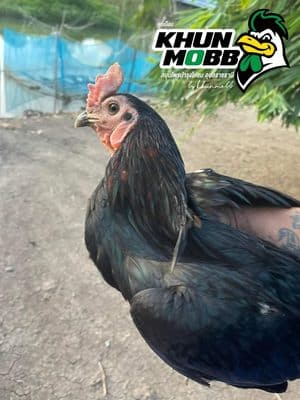 ไก่หน้าซีดหลังชนหนัก ฟื้นฟูตับให้กลับมาแดงสดใน 7 วัน